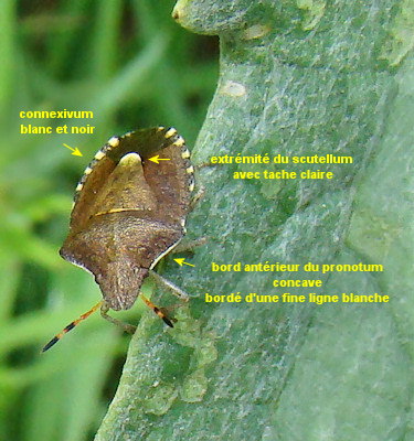 Peribalus strictus vernalis