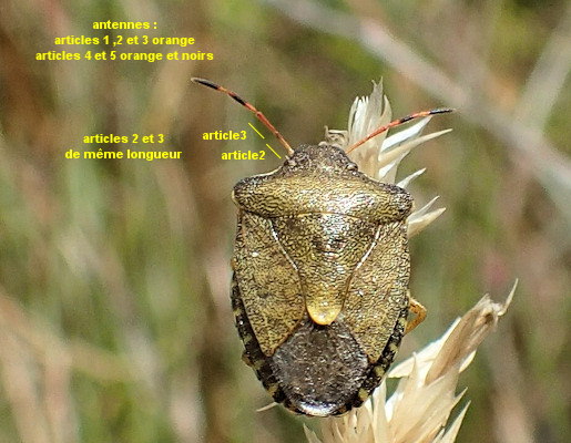 Peribalus strictus vernalis