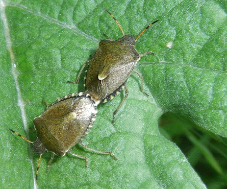 Peribalus strictus vernalis