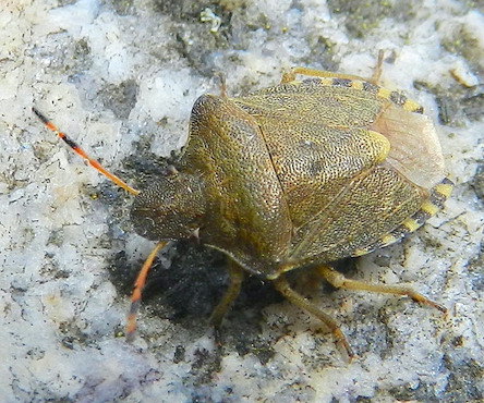 Peribalus strictus vernalis