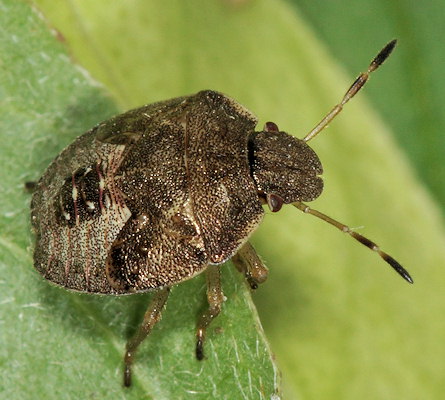 Peribalus strictus vernalis