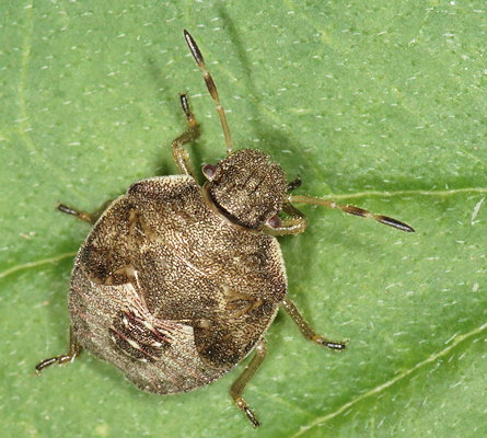 Peribalus strictus vernalis