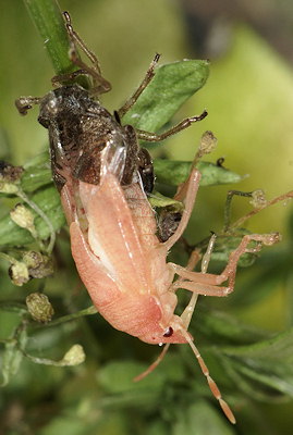 Peribalus strictus vernalis