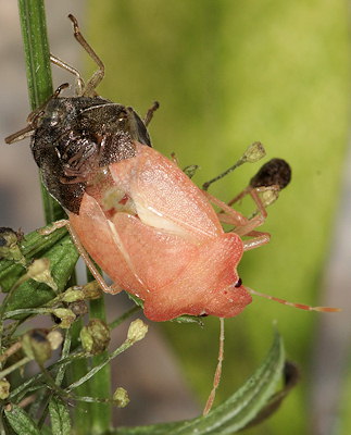 Peribalus strictus vernalis