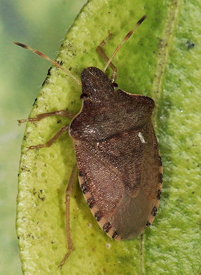 Peribalus strictus vernalis