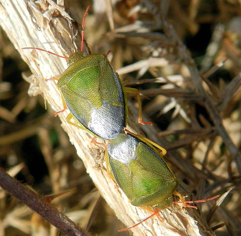 Piezodorus lituratus