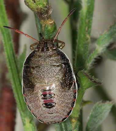 Piezodorus lituratus