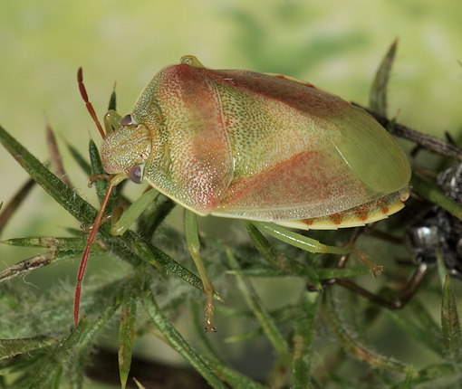 Piezodorus lituratus