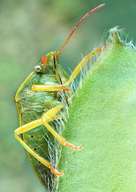 Piezodorus lituratus