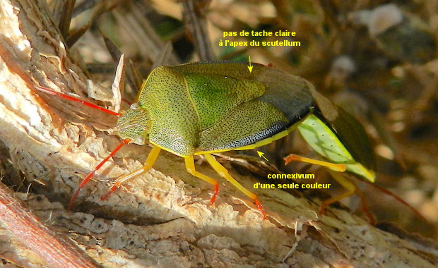 Piezodorus lituratus