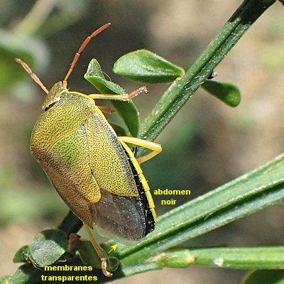 Piezodorus lituratus