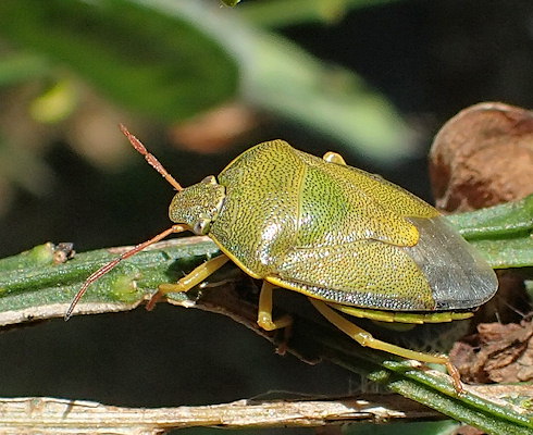 Piezodorus lituratus