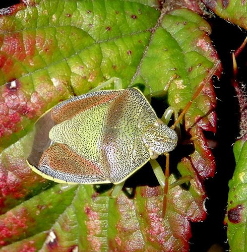 Piezodorus lituratus