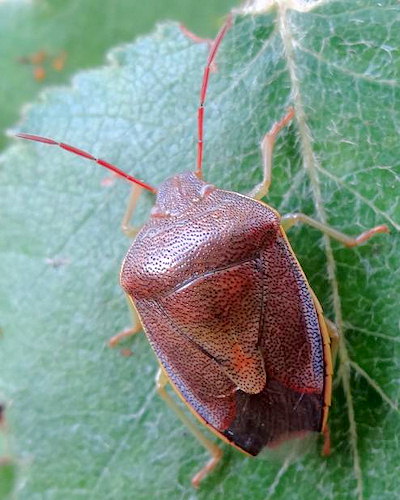 Piezodorus lituratus