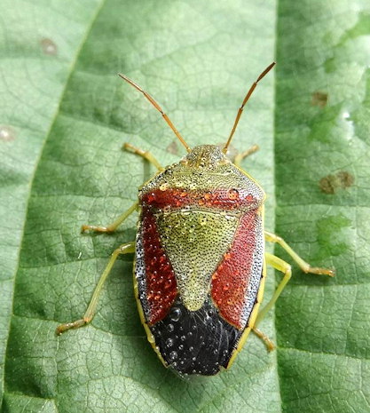 Piezodorus lituratus