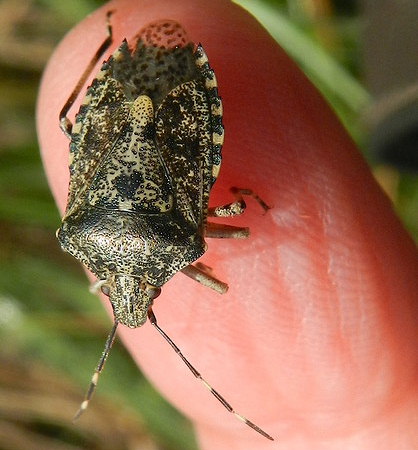 Rhaphigaster nebulosa