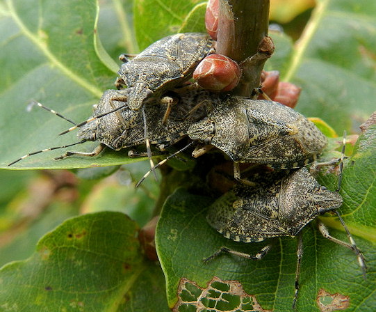 Rhaphigaster nebulosa