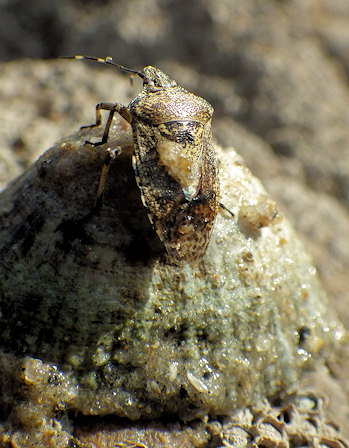 Rhaphigaster nebulosa