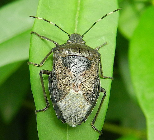 Rhaphigaster nebulosa
