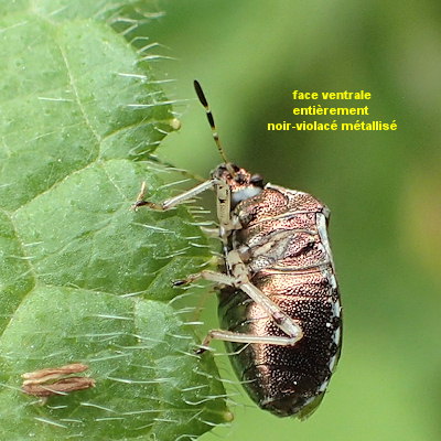 Stagonomus venustissimus