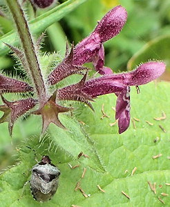 Stagonomus venustissimus