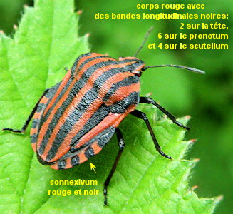 Graphosoma italicum