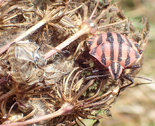 Graphosoma italicum