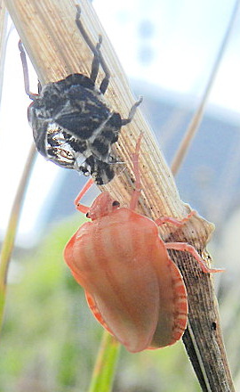 Graphosoma italicum