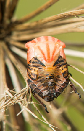 Graphosoma italicum