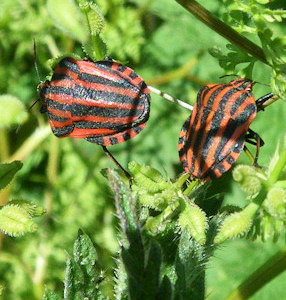 Graphosoma italicum