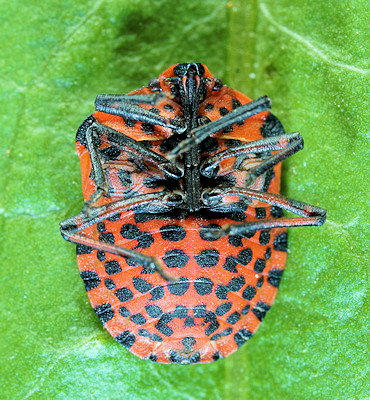 Graphosoma italicum