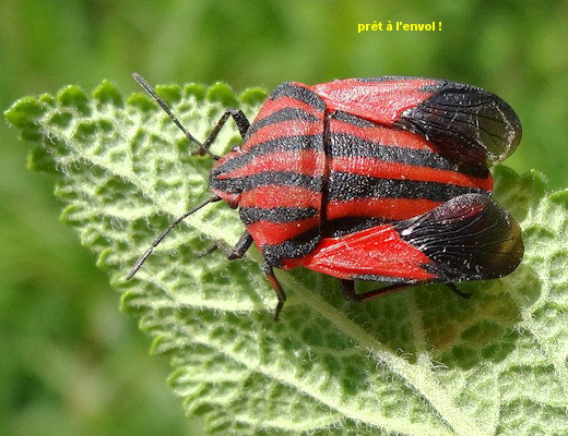 Graphosoma italicum