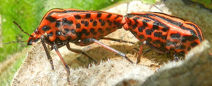 Graphosoma italicum