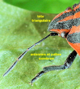 Graphosoma italicum