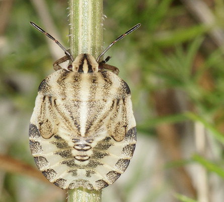 Graphosoma italicum