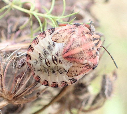 Graphosoma italicum