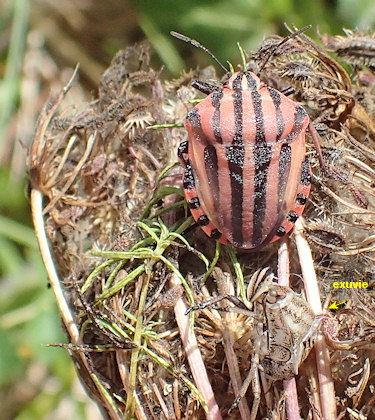 Graphosoma italicum