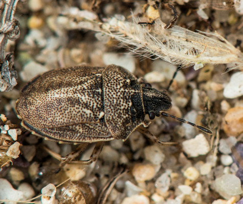 Podops inunctus