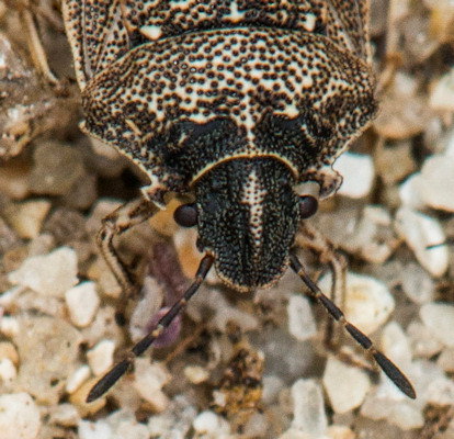 Graphosoma italicum