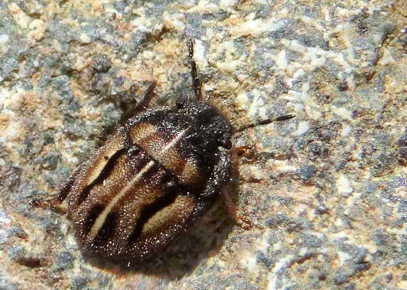 Odontoscelis lineola