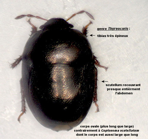 Thyreocoris scarabaeoides